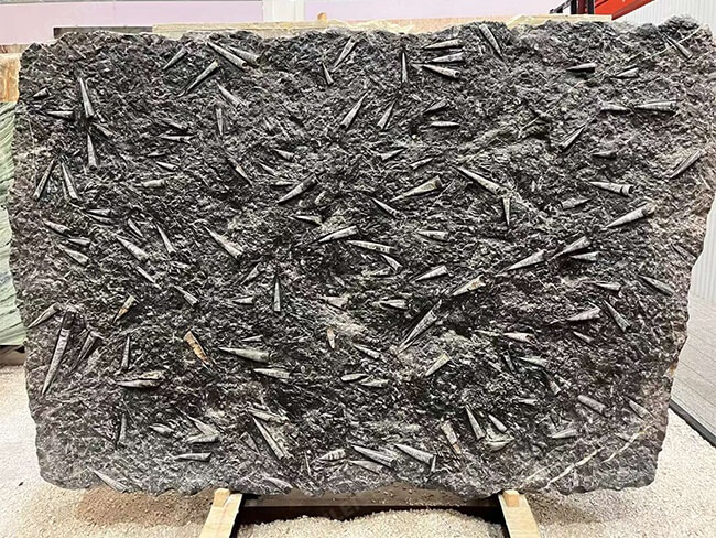 Antiqued Black Fossil Marble Slabs