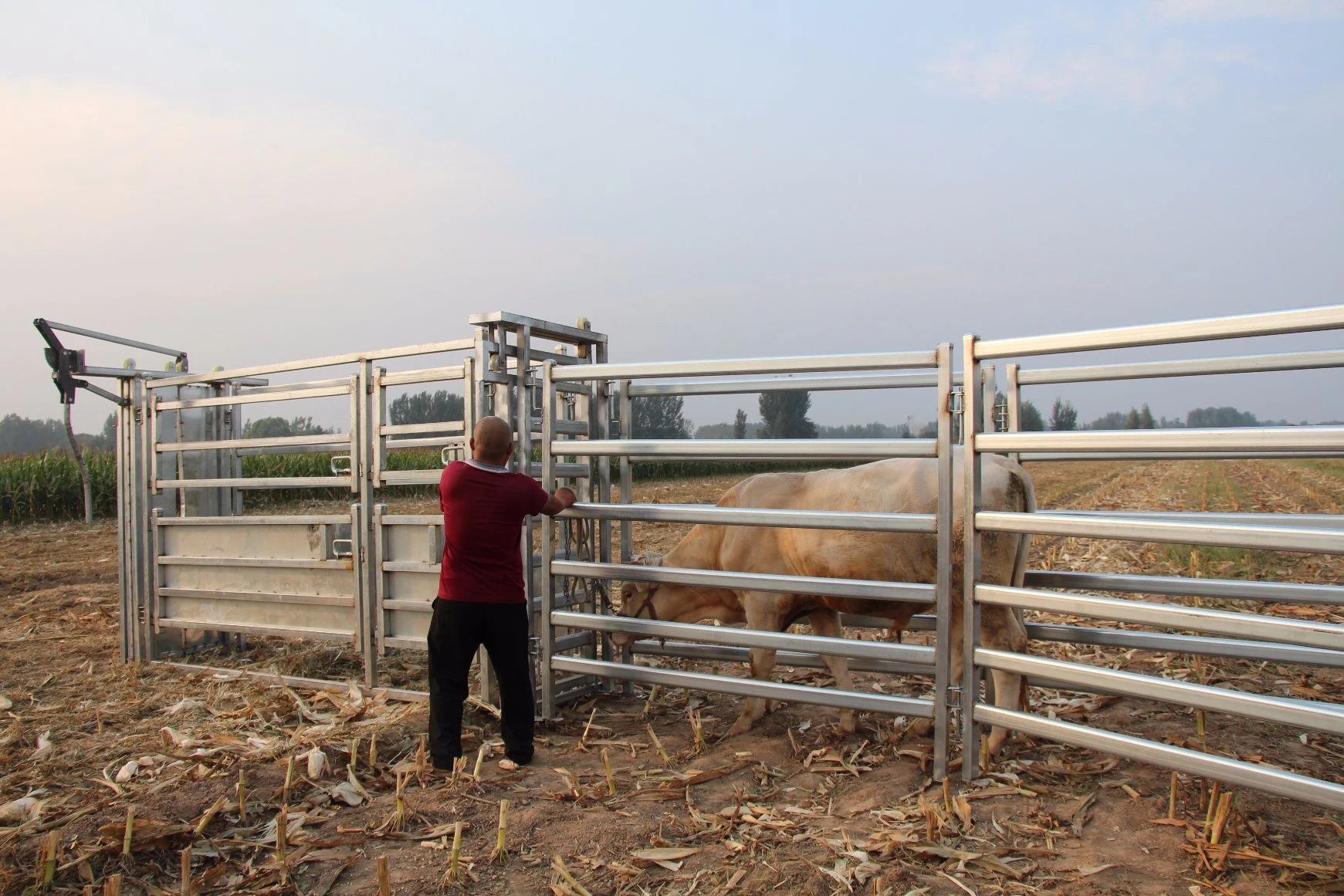 Hot Sale Cattle Panel Cattle Crush Cattle Loading Ramp for Australia